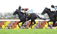 　萩Ｓを制したバドリナート（左）＝京都競馬場（撮影・中田匡峻）