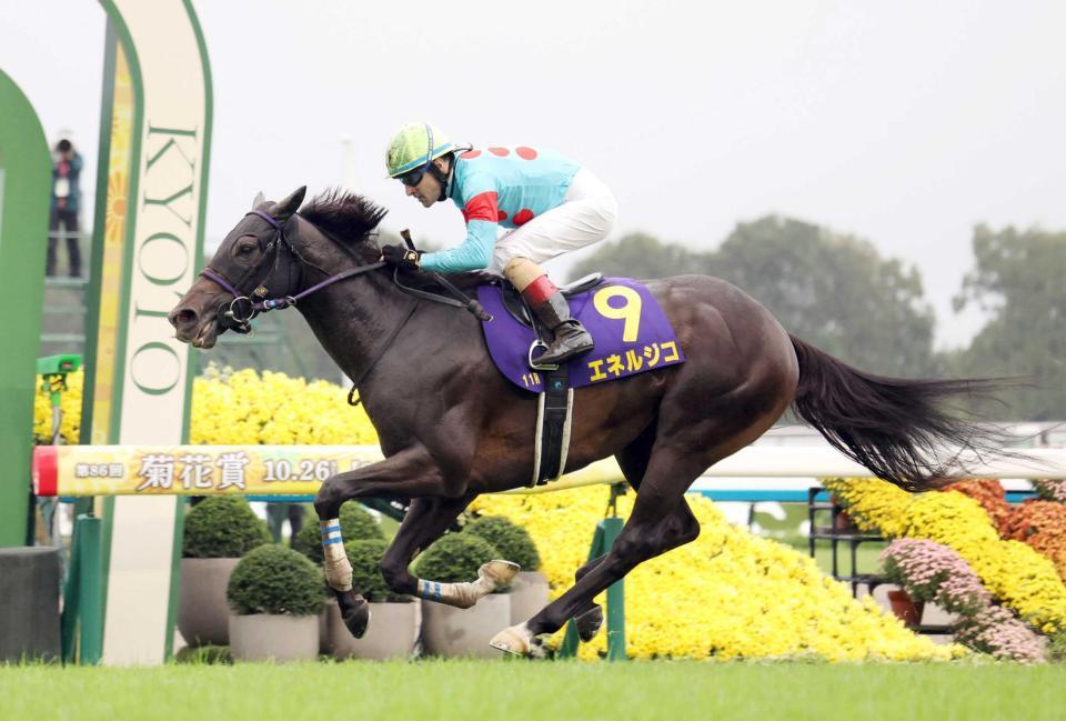 　菊花賞を制したエネルジコ＝２６日、京都競馬場