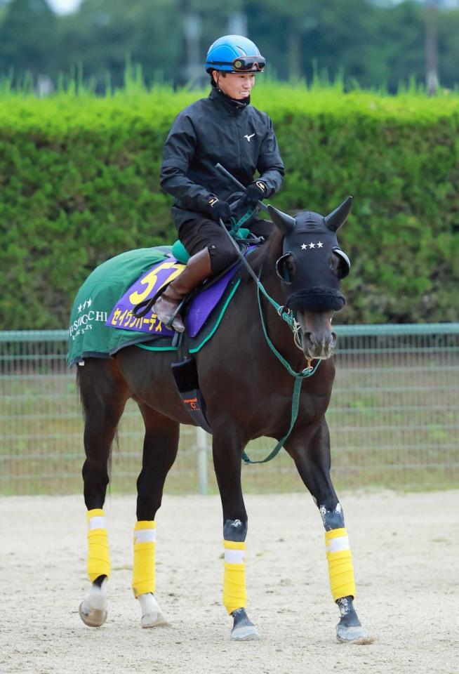 　大仕事の予感漂うセイウンハーデス