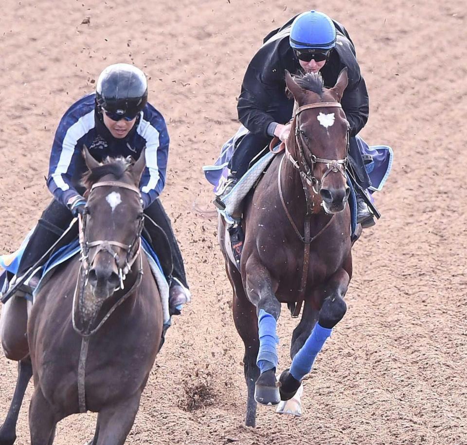 天皇賞】タスティエーラ 底力に期待 1年ぶりの国内競馬 堀師「ひと
