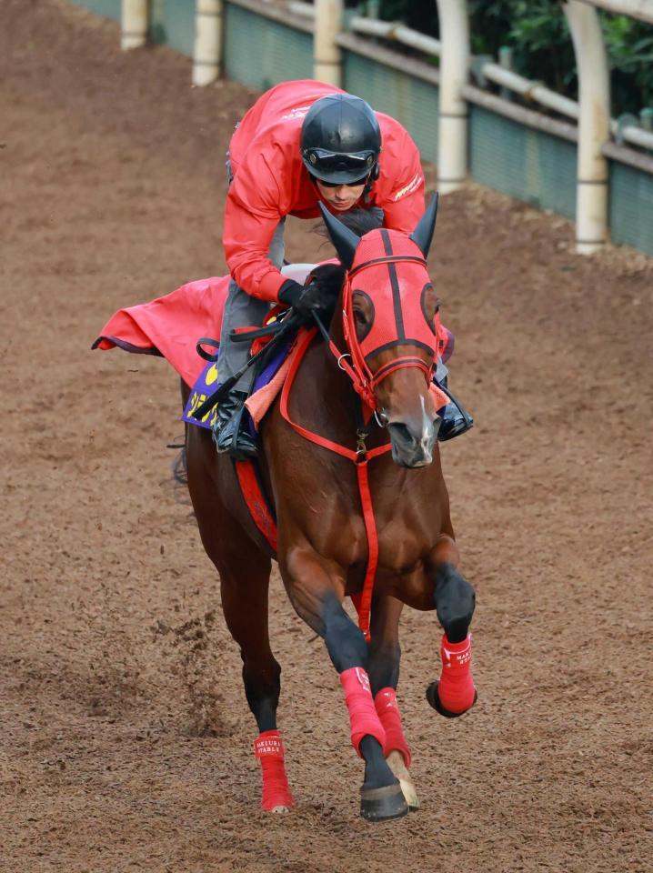 　栗東坂路で追い切るシランケド（撮影・石湯恒介）