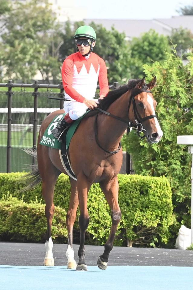 　ブラックチャリス