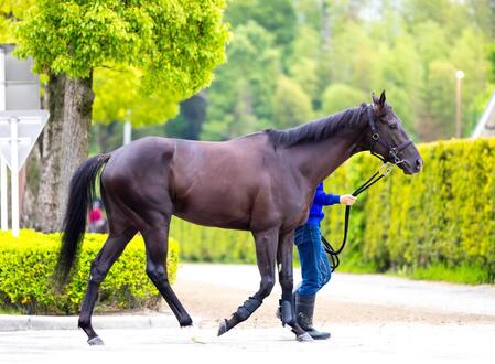 クロワデュノール 年内にもう一戦 香港G1・2レースに予備登録
