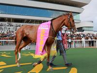 　ファンタジーＳを制したフェスティバルヒル（撮影・石湯恒介）