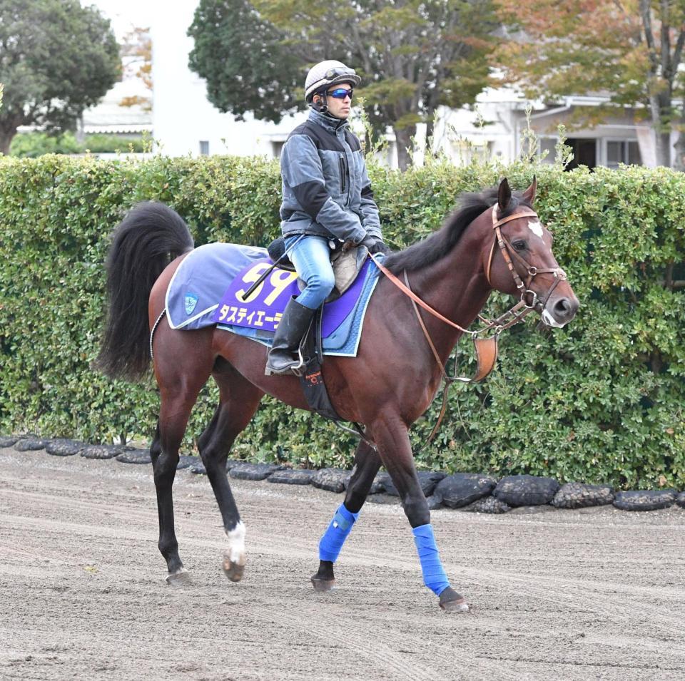 レースに向け調整されるタスティエーラ