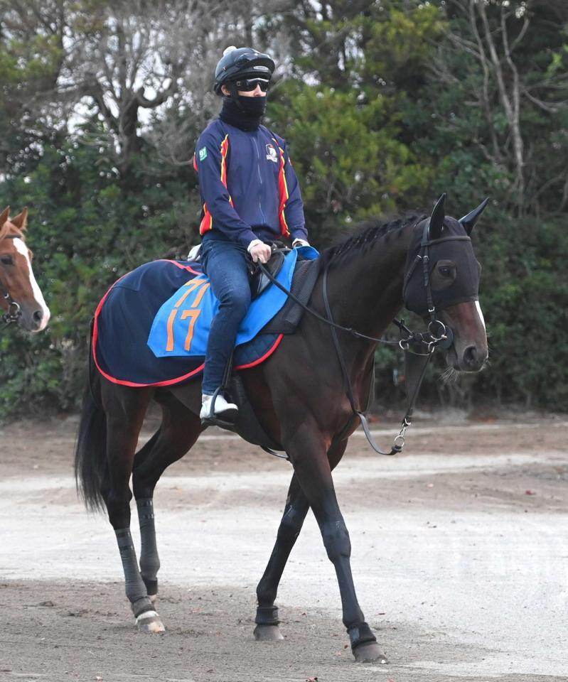 　データ班が推すスティンガーグラス