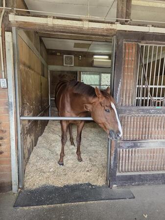 ミッキーファイト　疲れなし　年末大一番を目標に　田中博師は世界挑戦見据える　ＪＢＣクラシック一夜明け