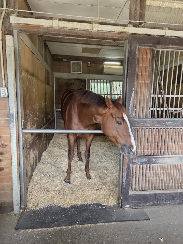 　ミッキーファイト