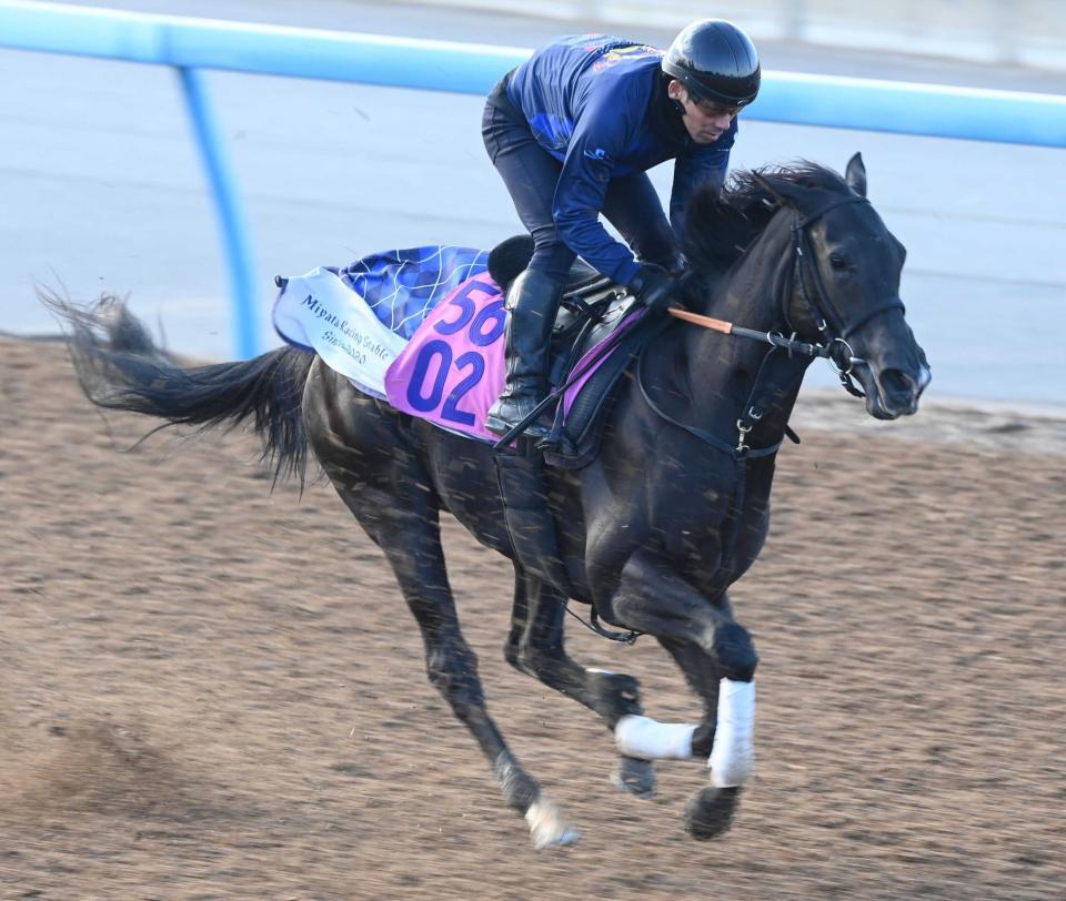 　期待の良血馬ミラージュノワールが初陣を迎える（撮影・園田高夫）
