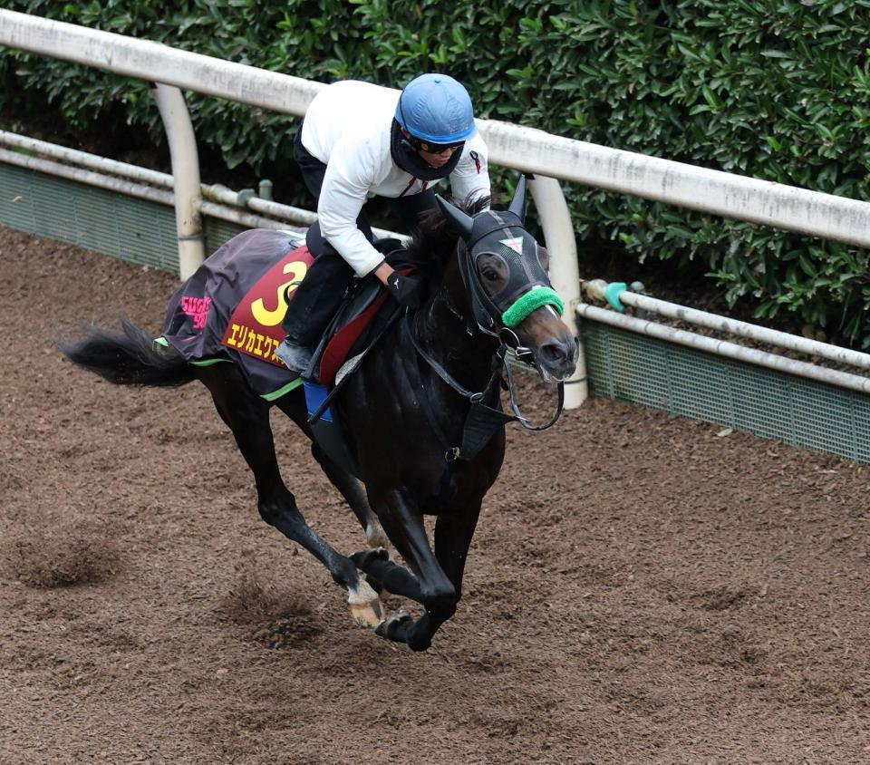 　栗東坂路で追い切るエリカエクスプレス（撮影・中田匡峻）