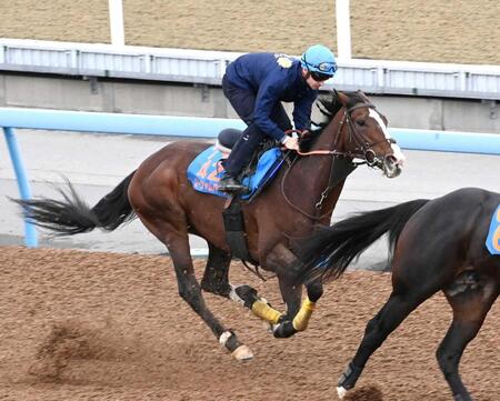 　美浦Ｗで２頭併せで追い切られたローシャムパーク（撮影・持木克友）
