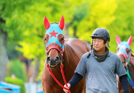 　３連勝中の勢いに乗って重賞に挑むレイナデアルシーラ（撮影・石湯恒介）