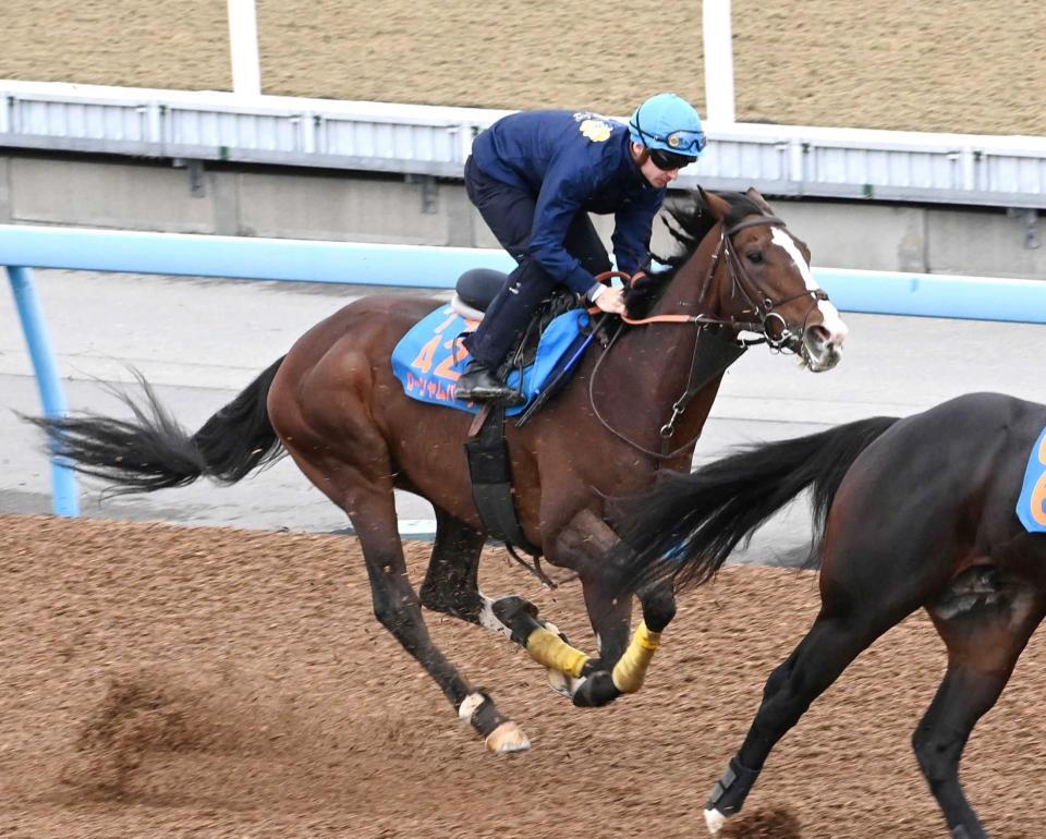 　美浦Ｗで２頭併せで追い切られたローシャムパーク（撮影・持木克友）