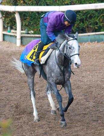 　ゴールデンスナップ