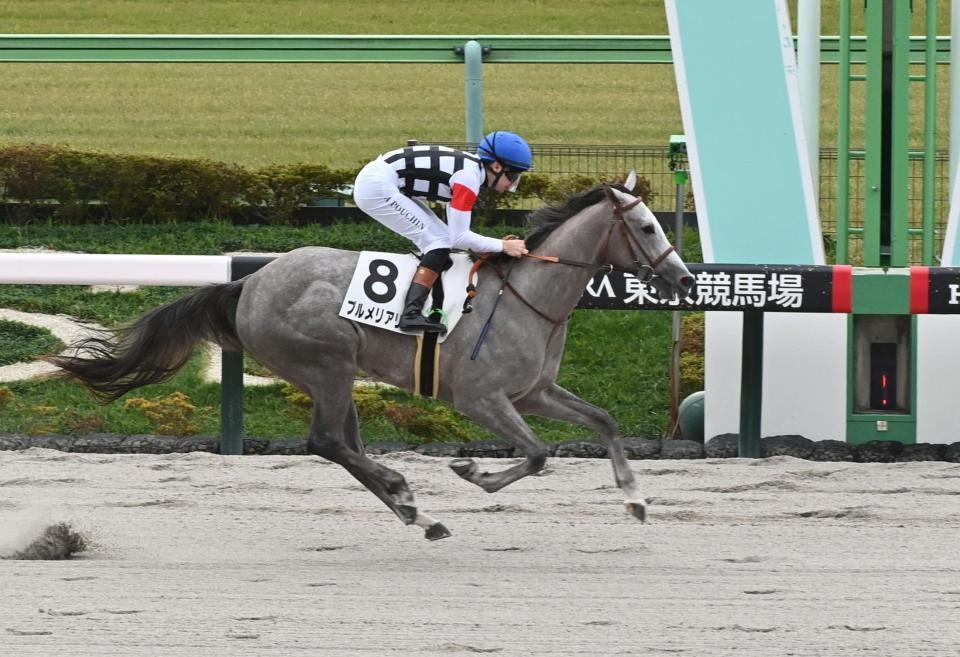 　２歳未勝利を勝ったプルメリアリノ（撮影・持木克友）