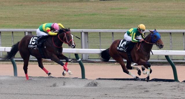 オキザリス賞】サトノボヤージュ 5馬身差圧勝 岩田望「素質の高さを