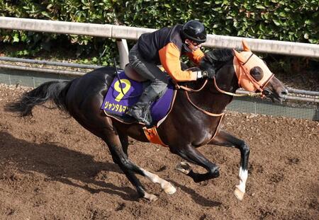 　栗東坂路で上昇ムードを漂わせたジャンタルマンタル（撮影・中田匡峻）