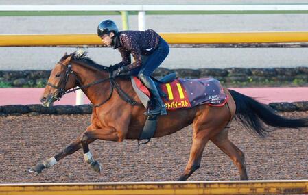 　栗東ＣＷで追い切るセキトバイースト（撮影・石湯恒介）