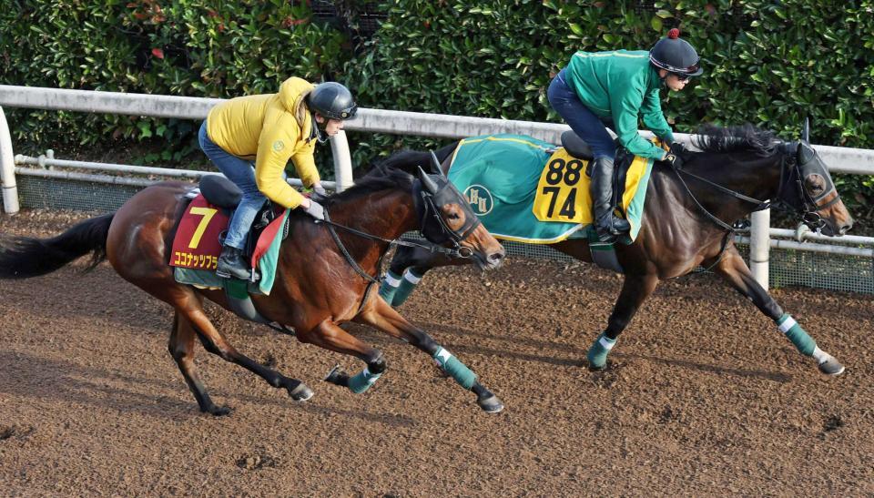 　栗東坂路を軽快に駆け上がったココナッツブラウン（左）＝撮影・中田匡峻