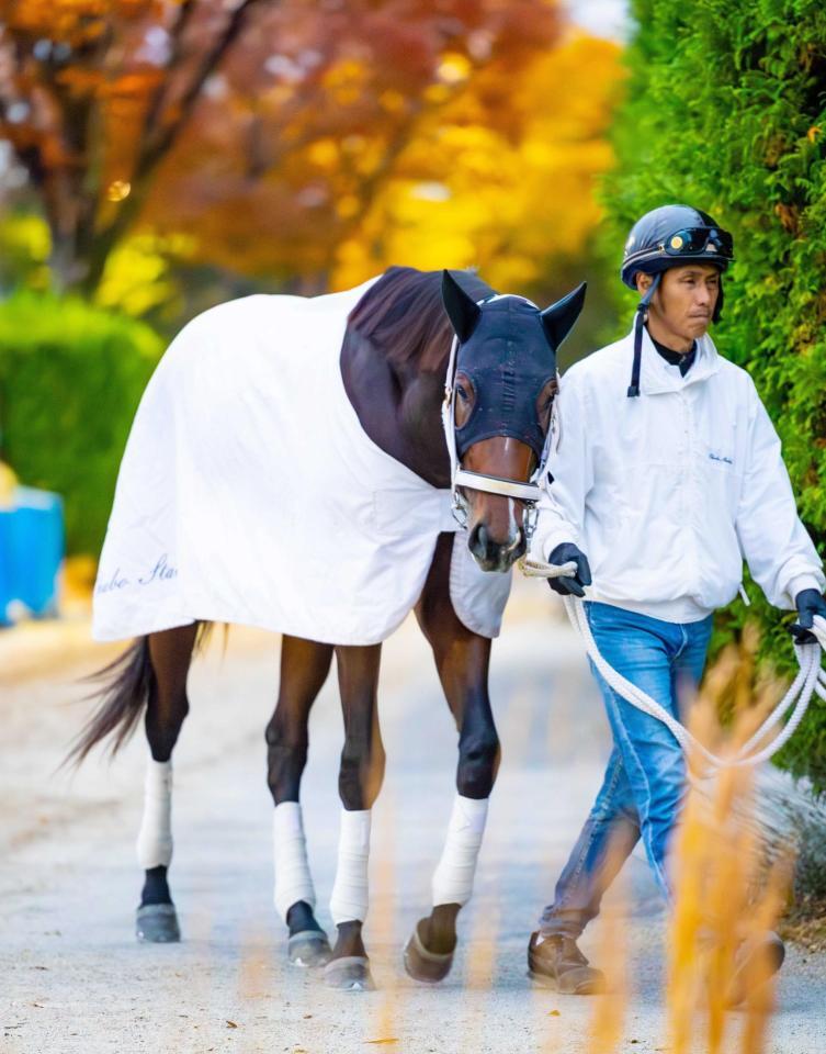 　重賞連勝を狙う大久保厩舎ゆかりの血統馬エイシンディード（撮影・石湯恒介）