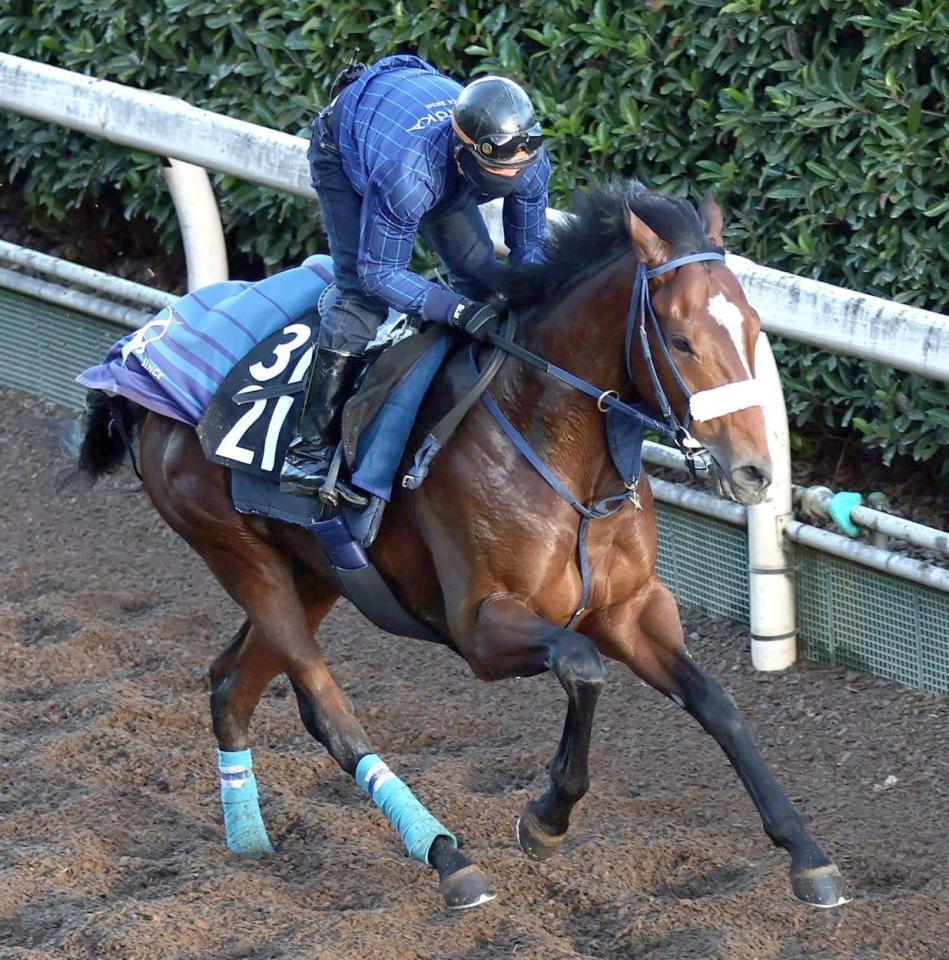 　栗東坂路で追い切るカヴァレリッツォ＝１２日