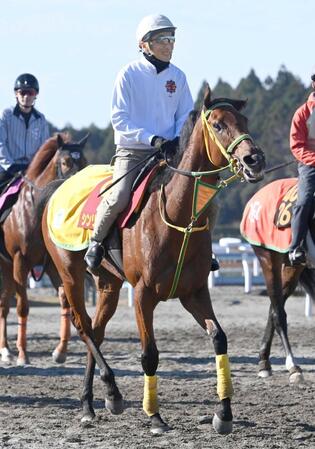 　三度目の正直といきたいシンリョクカ