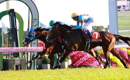 　カヴァレリッツォ（手前）とのマッチレースを制したアドマイヤクワッズ（撮影・石湯恒介）