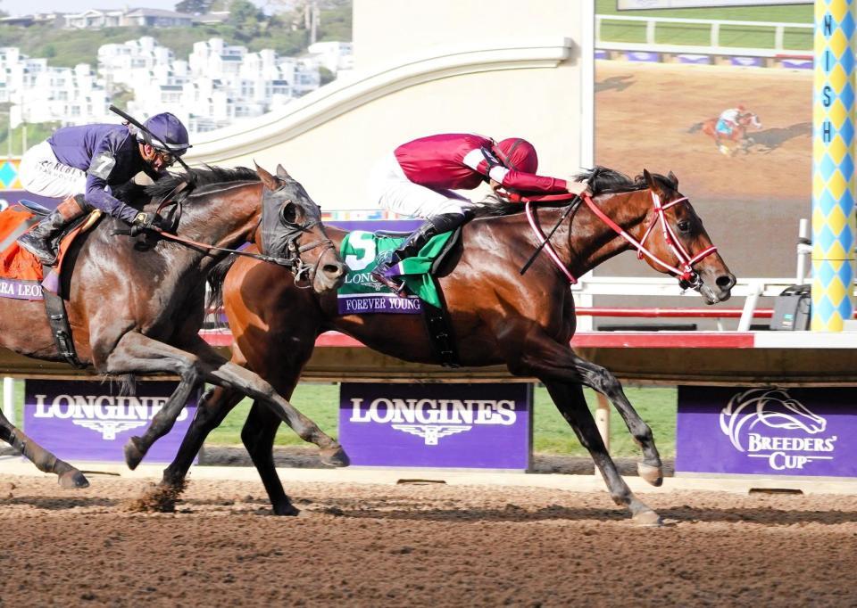 　ＢＣクラシックで昨年の覇者シエラレオーネの猛追を退け先頭でゴールするフォーエバーヤング（右）＝１１月１日（撮影・平松さとし）