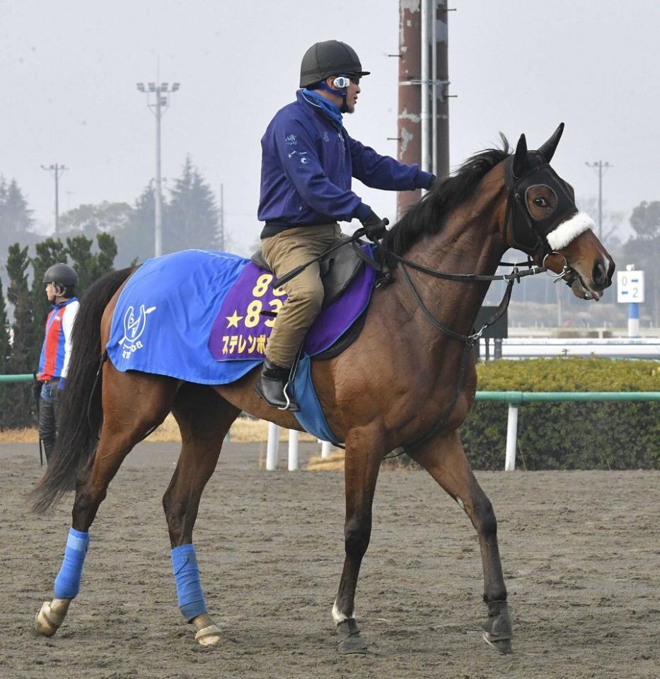 　ステレンボッシュ