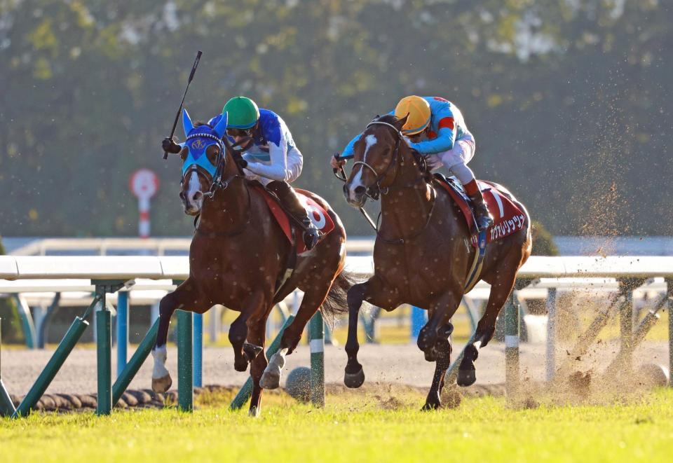 　カヴァレリッツォ（右）とのマッチレースを制したアドマイヤクワッズ（撮影・石湯恒介）