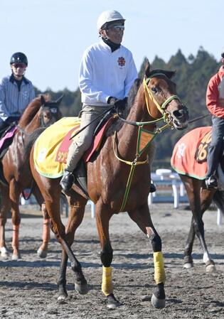 【エリザベス女王杯】シンリョクカ 去年より成長実感 美濃助手「体はひと回り大きくなって、全体的に張りが出てきた」