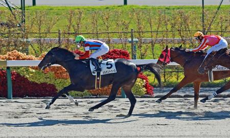 【新馬戦】メルカントゥール　鮮烈差し切り勝利　杉山晴師「ポテンシャルの高さで勝てた」