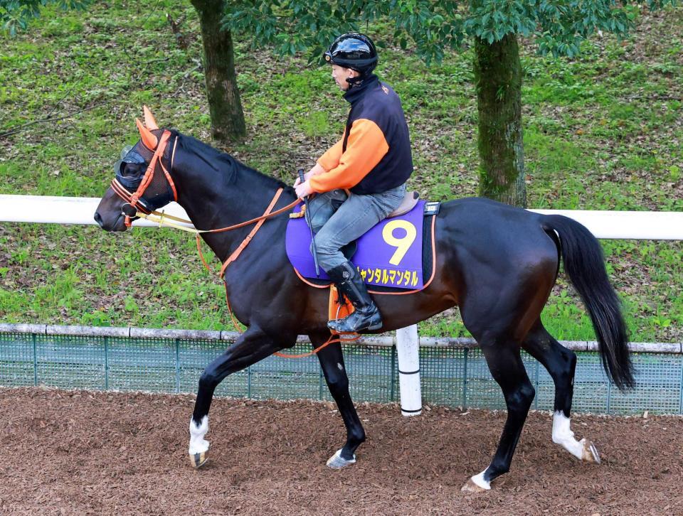 マイルCS】ジャンタルマンタル 春秋マイルG1制覇をデータも後押し