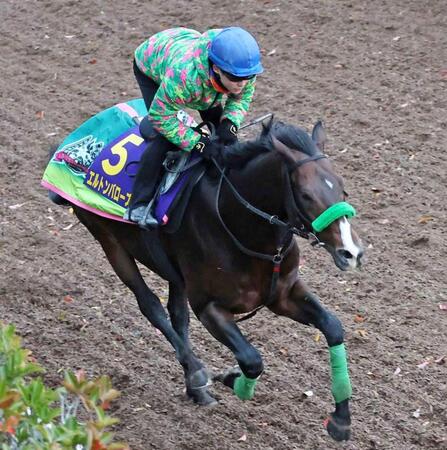 【マイルCS】エルトンバローズ 強気に攻めて上昇気配 杉山晴師「この中間の攻め馬が生きてくれれば」