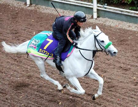 【マイルCS】ガイアフォース 力強い脚取り 初のG1制覇へ臨戦態勢 杉山晴師「京都の外回りは間違いなく合う」