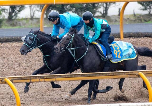 マイルCS】アスコリピチェーノ 万全の仕上げ 動きは文句なし 黒岩師