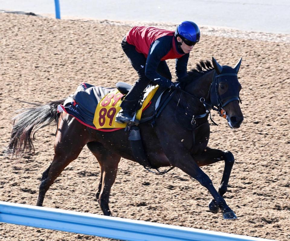 　美浦Ｗで好ムードを漂わせたニシノティアモ（撮影・持木克友）