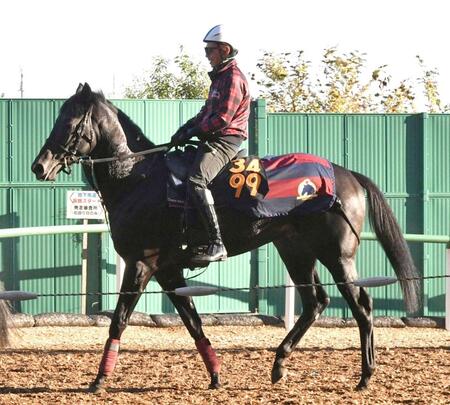 【新馬戦】ノーブルサヴェージ　雄大な体でしっかり動いた　森一師「広いコースは合っています」