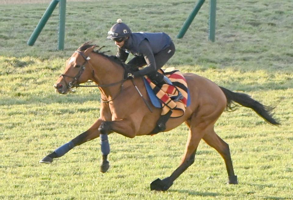 　京都競馬場の芝で軽快な動きを披露した外国馬ドックランズ