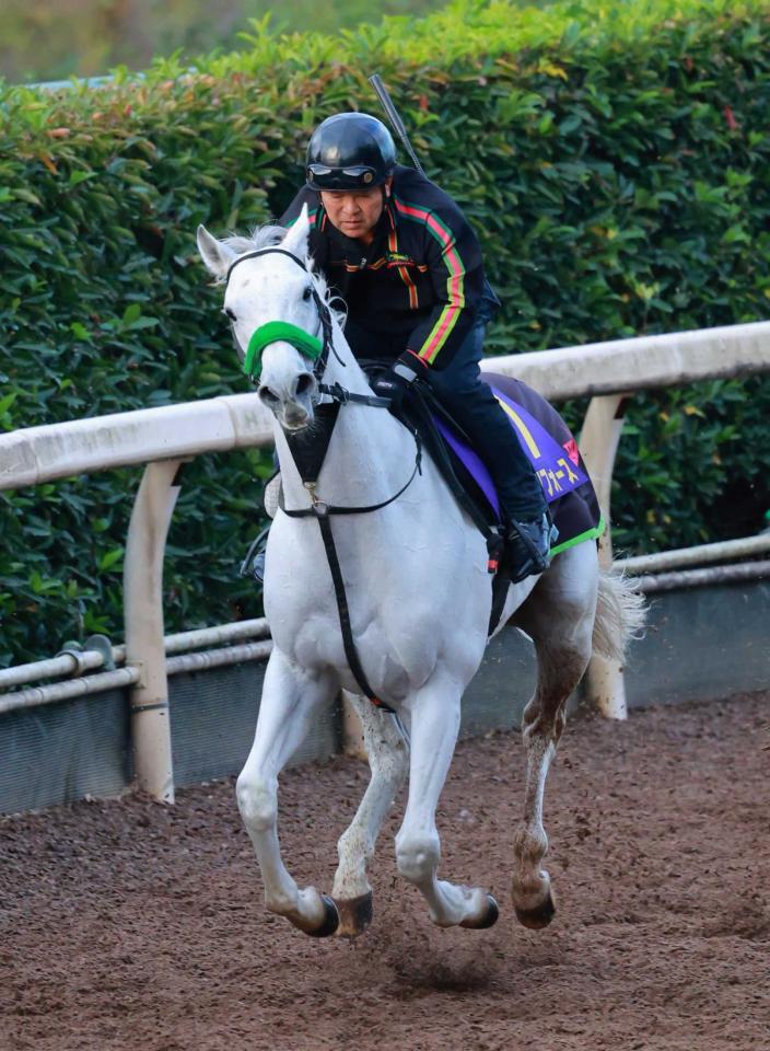 　オグリキャップ以来の芦毛馬Ｖを狙うガイアフォース