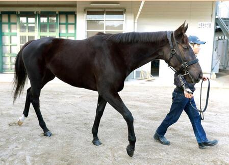 　勝負気配ムンムンのアスコリピチェーノ