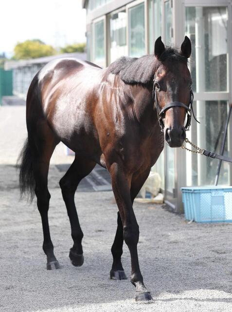 マイルCS】ラヴァンダ 好調アピール 陣営「攻め馬はずっと動いてい