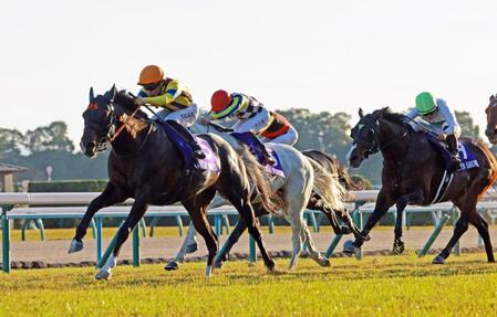 　横綱相撲で押し切るジャンタルマンタル（中央左）＝撮影・石湯恒介
