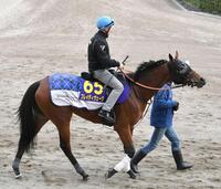 　国枝系の母の血を受け継ぐブレイディヴェーグ