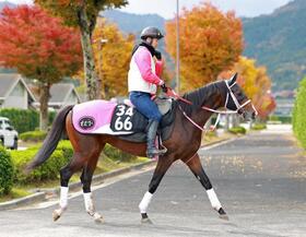 　重賞初制覇を目指すバルセシート（撮影・石湯恒介）