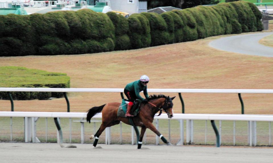 　東京競馬場のダートコースで調整するカランダガン