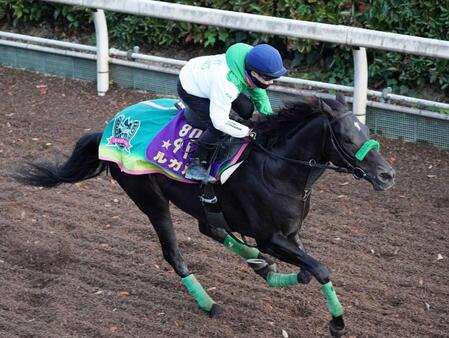 　迫力満点の動きで反撃態勢を整えたルガル（撮影・西田忠信）