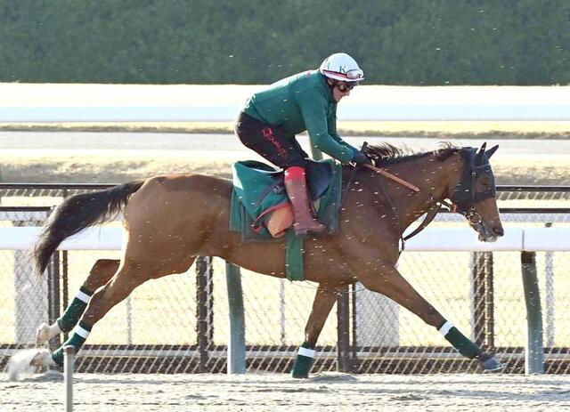ジャパンC】カランダガン 順調リハ 東京競馬場ダートで調整 ロベル