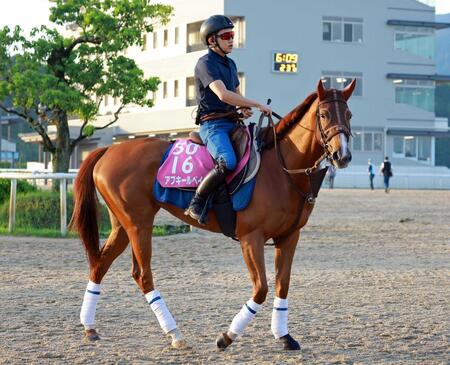 　アブキールベイ