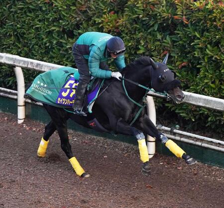 　栗東坂路で追い切るセイウンハーデス（撮影・西田忠信）